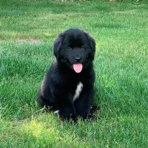 Meet your Posher, Alan